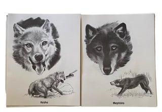 The Wolves of Wolf Park