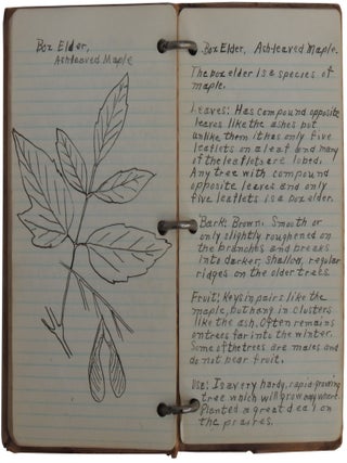 Illustrated Vernacular Book on Trees