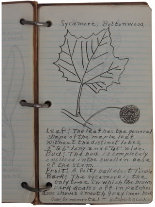 Illustrated Vernacular Book on Trees